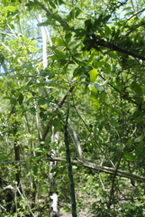 Acanthocereus fosterianus