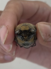 Leucopholis irrorata