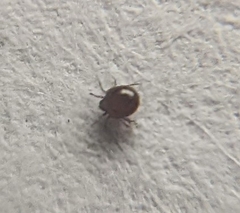 Ixodes scapularis
