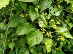 Ampelopsis glandulosa hancei