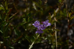 Penstemon fruticosus