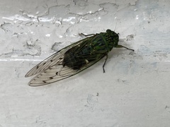 Orientopsaltria inermis