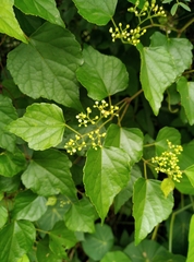 Ampelopsis glandulosa hancei