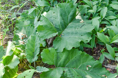 Arctium lappa