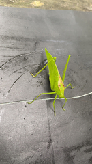 Amblycorypha