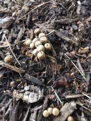 Cyathus stercoreus image