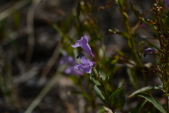 Penstemon fruticosus