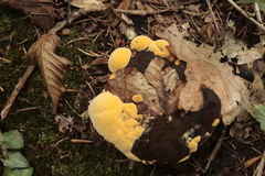 Gloeophyllum odoratum