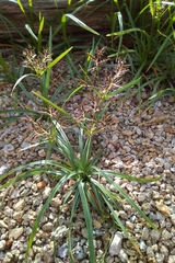 Cyperus rotundus