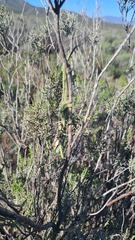 Bradypodion gutturale