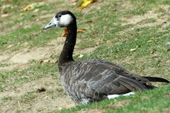 Anser anser × Branta canadensis