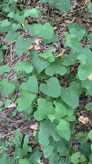 Aristolochia clematitis