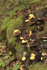 Gloeophyllum odoratum