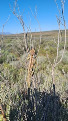 Bradypodion gutturale