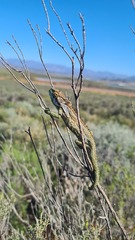 Bradypodion gutturale