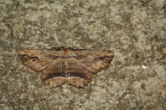 Menophra abruptaria