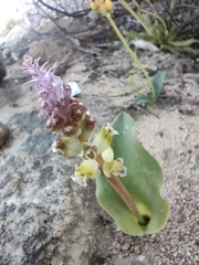 Lachenalia membranacea