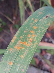 Puccinia iridis