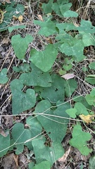 Aristolochia clematitis