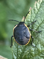 Chlorochroa
