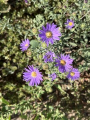 Symphyotrichum oblongifolium