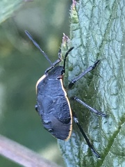 Chlorochroa