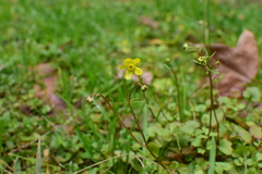 Ranunculus ternatus