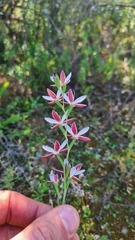 Hesperantha falcata