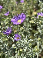Symphyotrichum oblongifolium