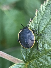 Chlorochroa