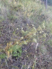 Kitagawia baicalensis