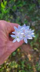 Hesperantha falcata