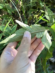 Eupatorium formosanum