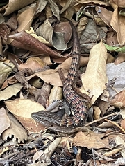 Elgaria multicarinata