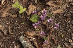 Cyclamen purpurascens