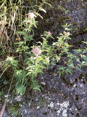 Eupatorium formosanum