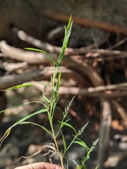 Muhlenbergia frondosa