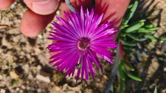 Ruschieae