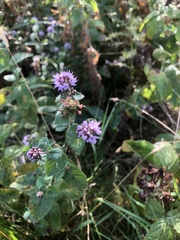 Mentha aquatica