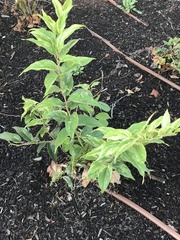 Hydrangea paniculata