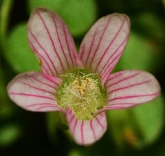Lysimachia tenella