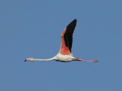 Phoenicopterus roseus