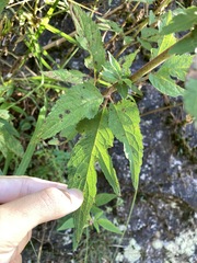 Eupatorium formosanum