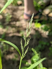 Muhlenbergia frondosa