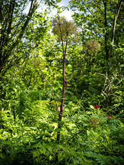 Angelica atropurpurea