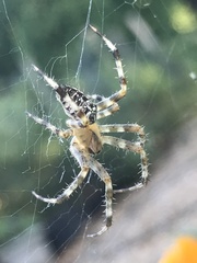 Araneus