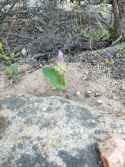 Lachenalia membranacea
