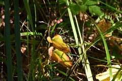Maianthemum bifolium