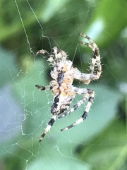 Araneus