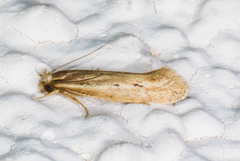 Ypsolopha sp-sw